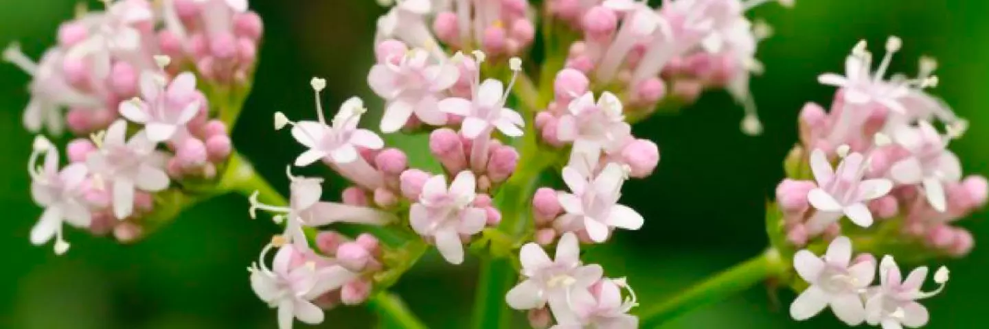 banner_valeriana-officinalis